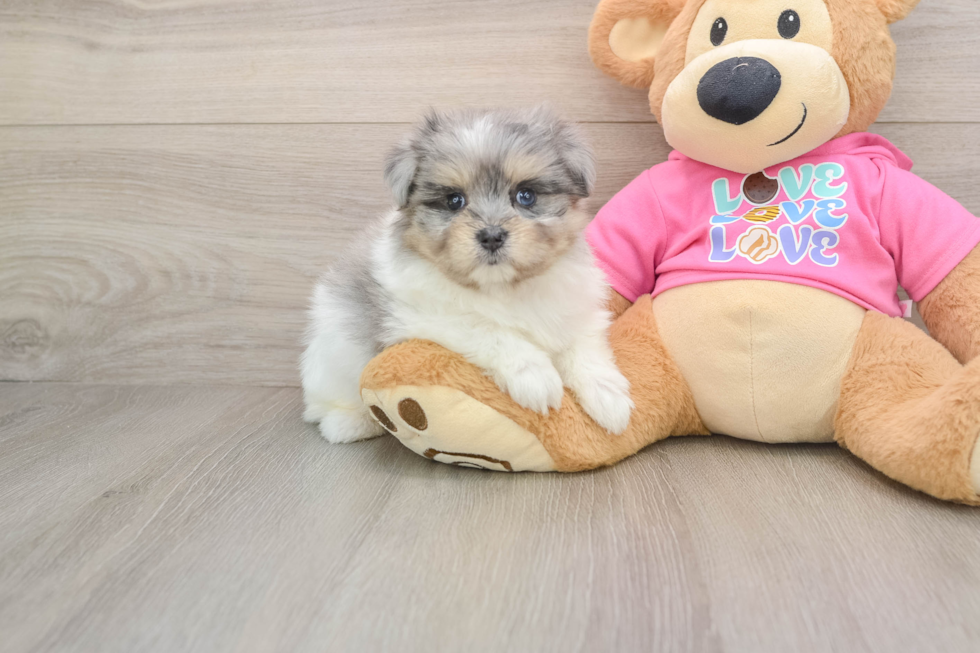 Popular Maltipom Designer Pup