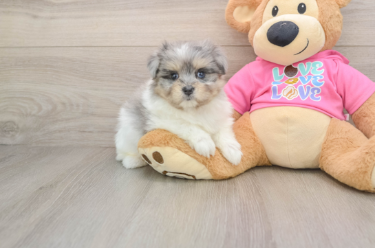 Popular Maltipom Designer Pup