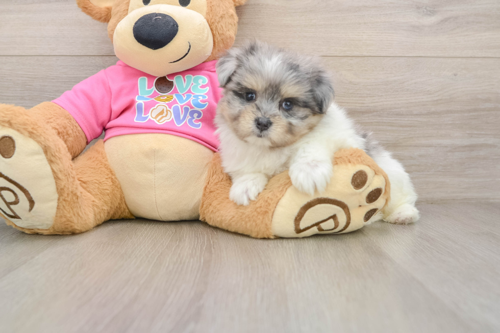 Fluffy Maltipom Designer Pup