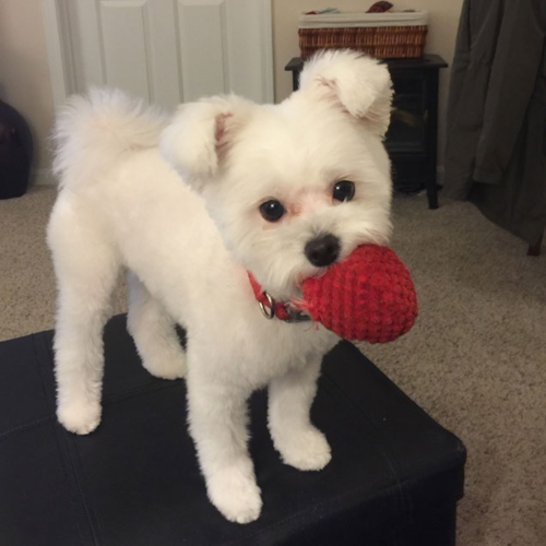 Maltipom Puppy For Sale - Florida Fur Babies