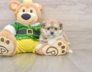 5 week old Maltipom Puppy For Sale - Florida Fur Babies