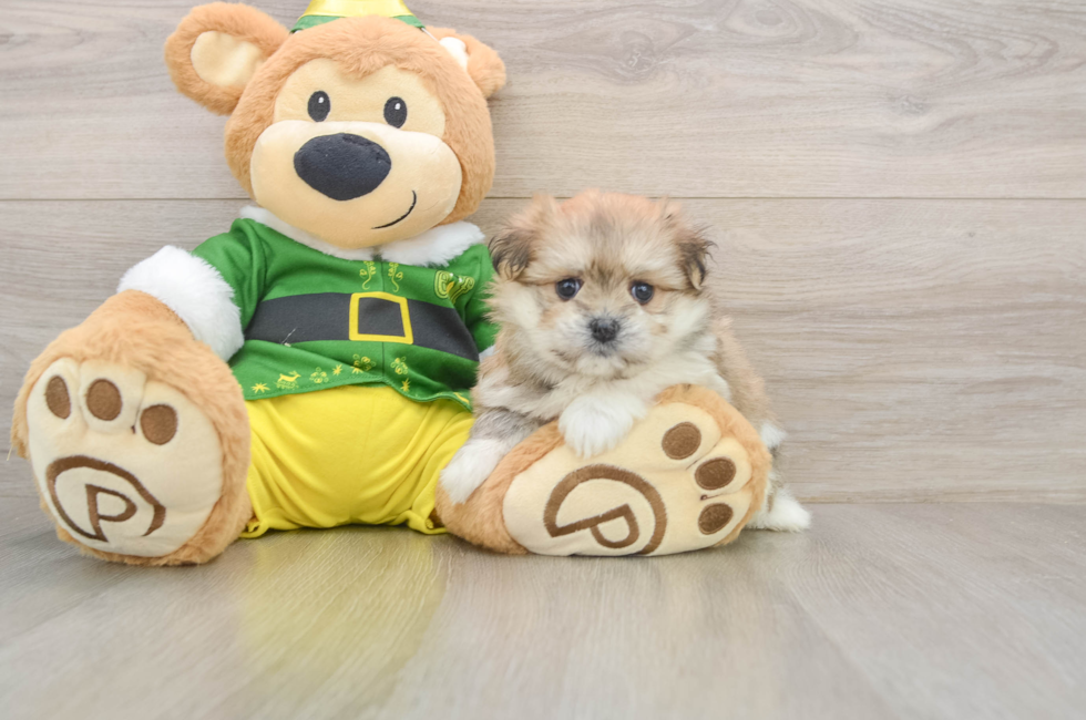 5 week old Maltipom Puppy For Sale - Florida Fur Babies