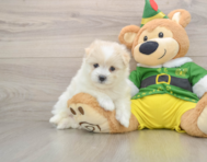 5 week old Maltipom Puppy For Sale - Florida Fur Babies