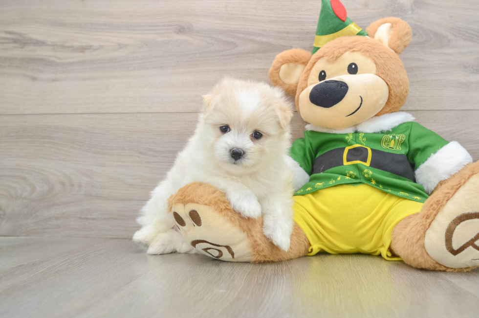 5 week old Maltipom Puppy For Sale - Florida Fur Babies