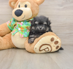 5 week old Maltipom Puppy For Sale - Florida Fur Babies