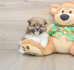 5 week old Maltipom Puppy For Sale - Florida Fur Babies