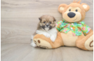 Fluffy Maltipom Designer Pup
