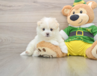 5 week old Maltipom Puppy For Sale - Florida Fur Babies