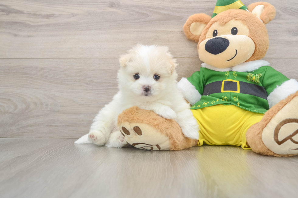 5 week old Maltipom Puppy For Sale - Florida Fur Babies