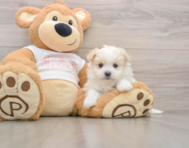5 week old Maltipom Puppy For Sale - Florida Fur Babies