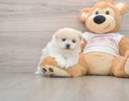5 week old Maltipom Puppy For Sale - Florida Fur Babies