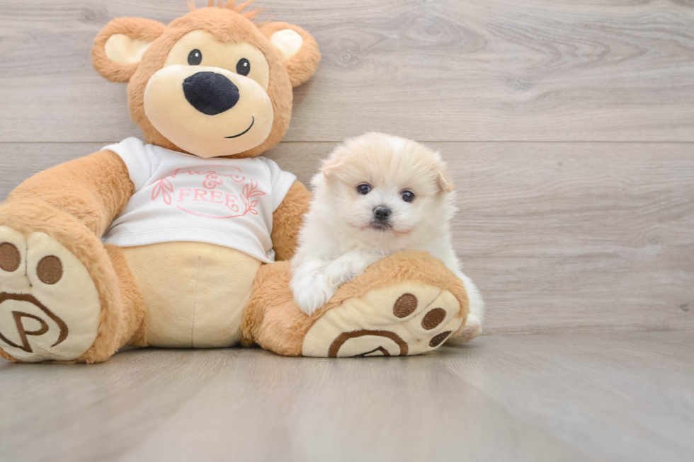 Maltipom Puppy for Adoption