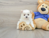 7 week old Maltipom Puppy For Sale - Florida Fur Babies