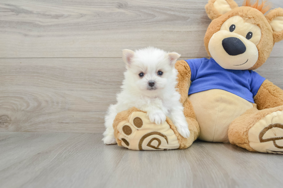 7 week old Maltipom Puppy For Sale - Florida Fur Babies