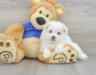 7 week old Maltipom Puppy For Sale - Florida Fur Babies