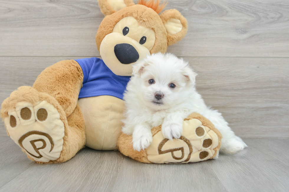 7 week old Maltipom Puppy For Sale - Florida Fur Babies