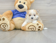 7 week old Maltipom Puppy For Sale - Florida Fur Babies