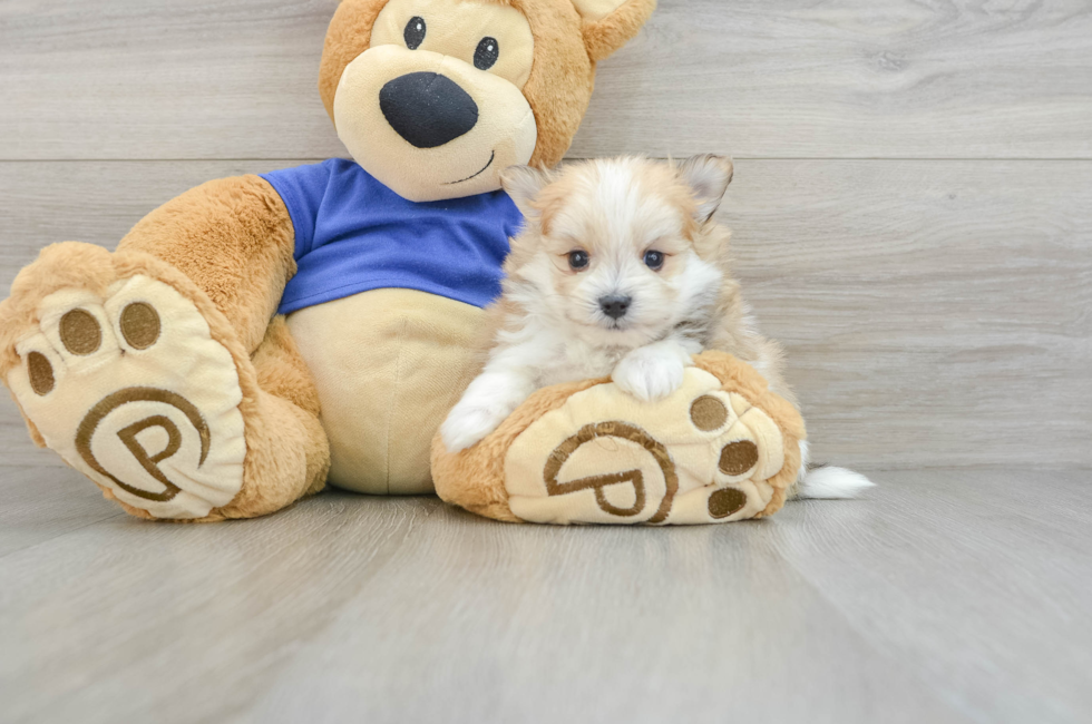 7 week old Maltipom Puppy For Sale - Florida Fur Babies