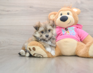 5 week old Maltipom Puppy For Sale - Florida Fur Babies
