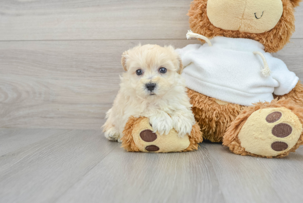 Funny Maltipoo Poodle Mix Pup
