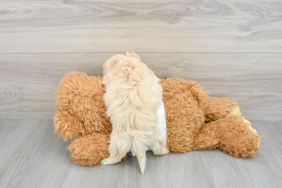Maltipoo Pup Being Cute