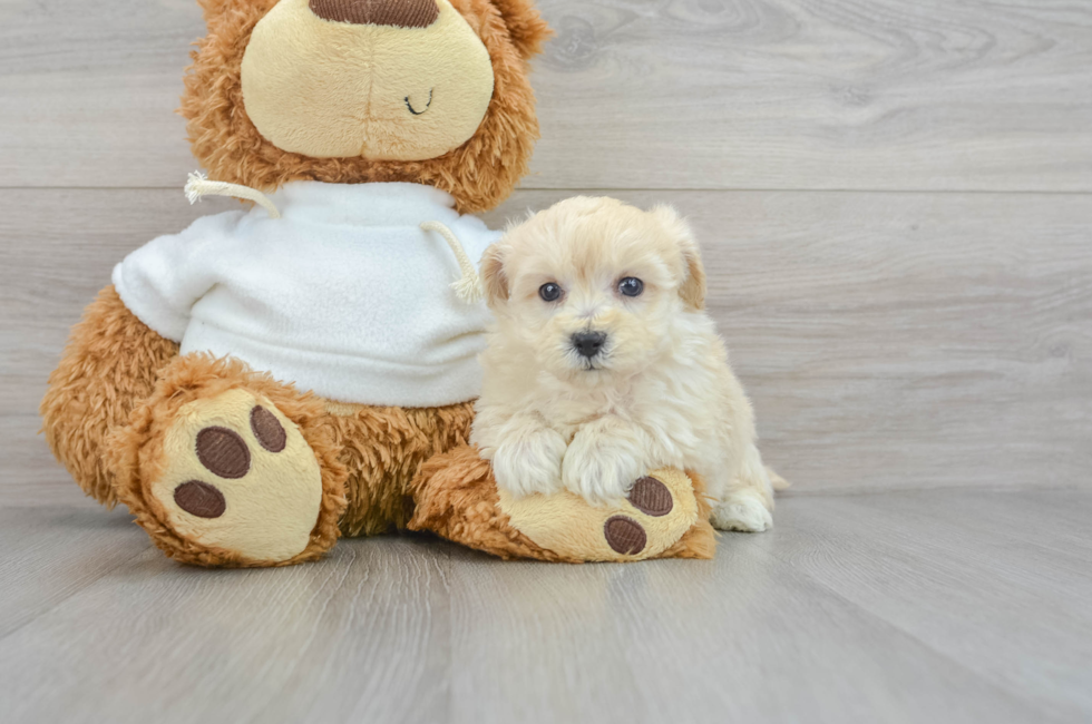 8 week old Maltipoo Puppy For Sale - Florida Fur Babies