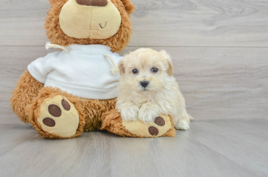 Energetic Maltepoo Poodle Mix Puppy