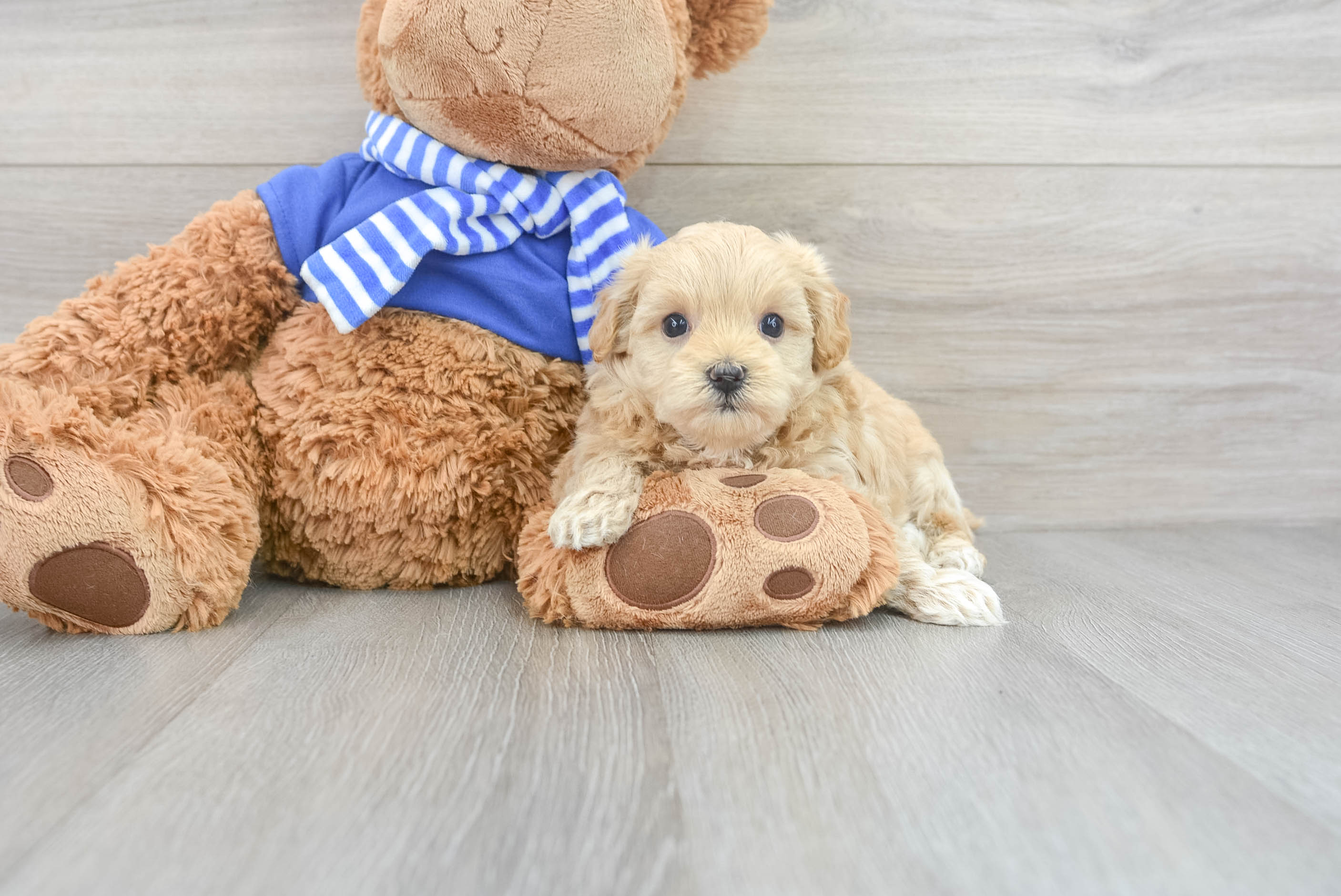 Best Maltipoo Baby