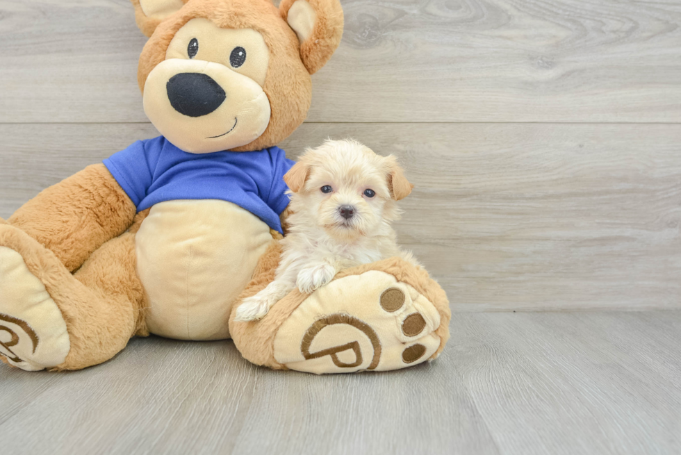 Happy Maltipoo Baby