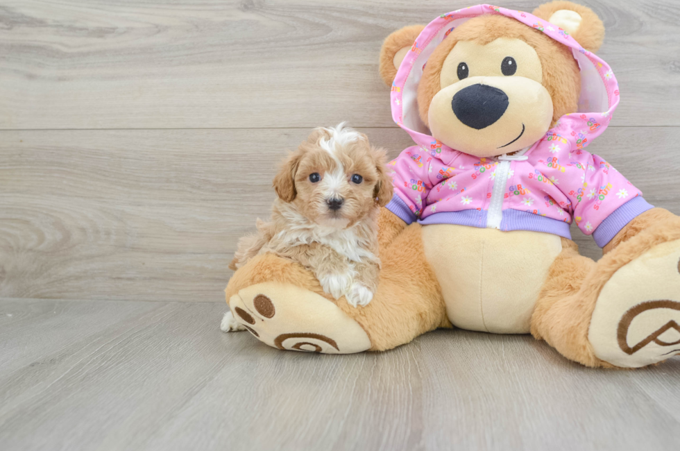 5 week old Maltipoo Puppy For Sale - Florida Fur Babies