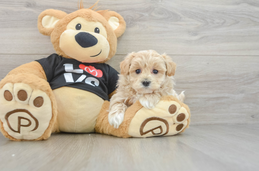 5 week old Maltipoo Puppy For Sale - Florida Fur Babies