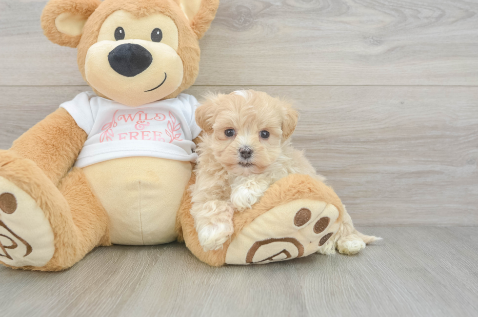 6 week old Maltipoo Puppy For Sale - Florida Fur Babies