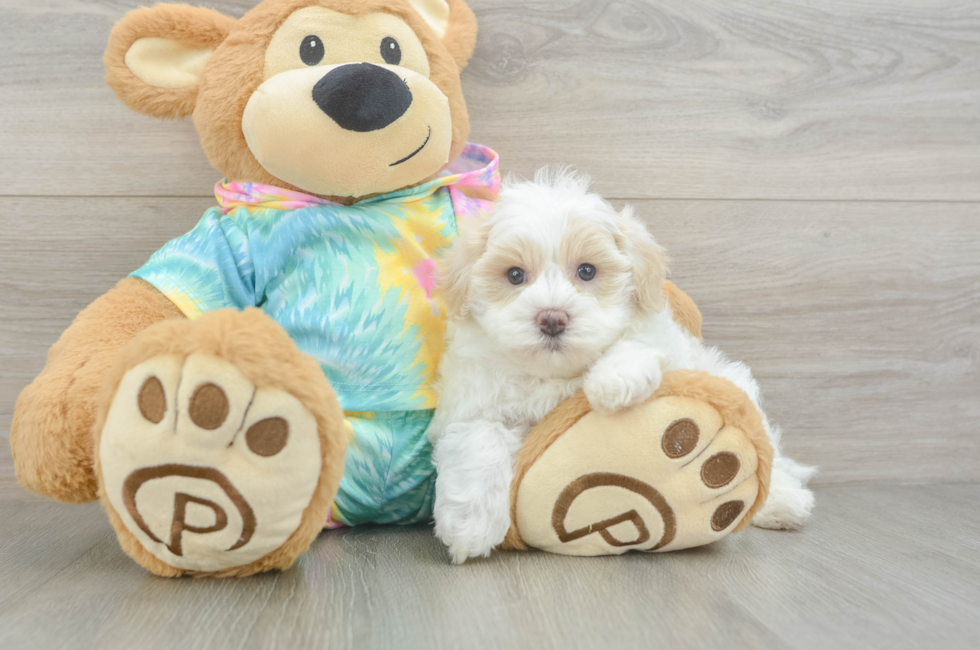 5 week old Maltipoo Puppy For Sale - Florida Fur Babies