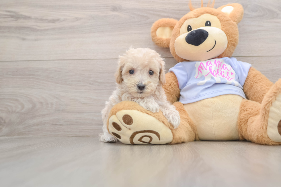 Energetic Moodle Poodle Mix Puppy