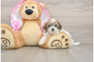 Maltipoo Puppy for Adoption