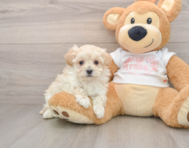 8 week old Maltipoo Puppy For Sale - Florida Fur Babies