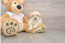 Maltipoo Puppy for Adoption