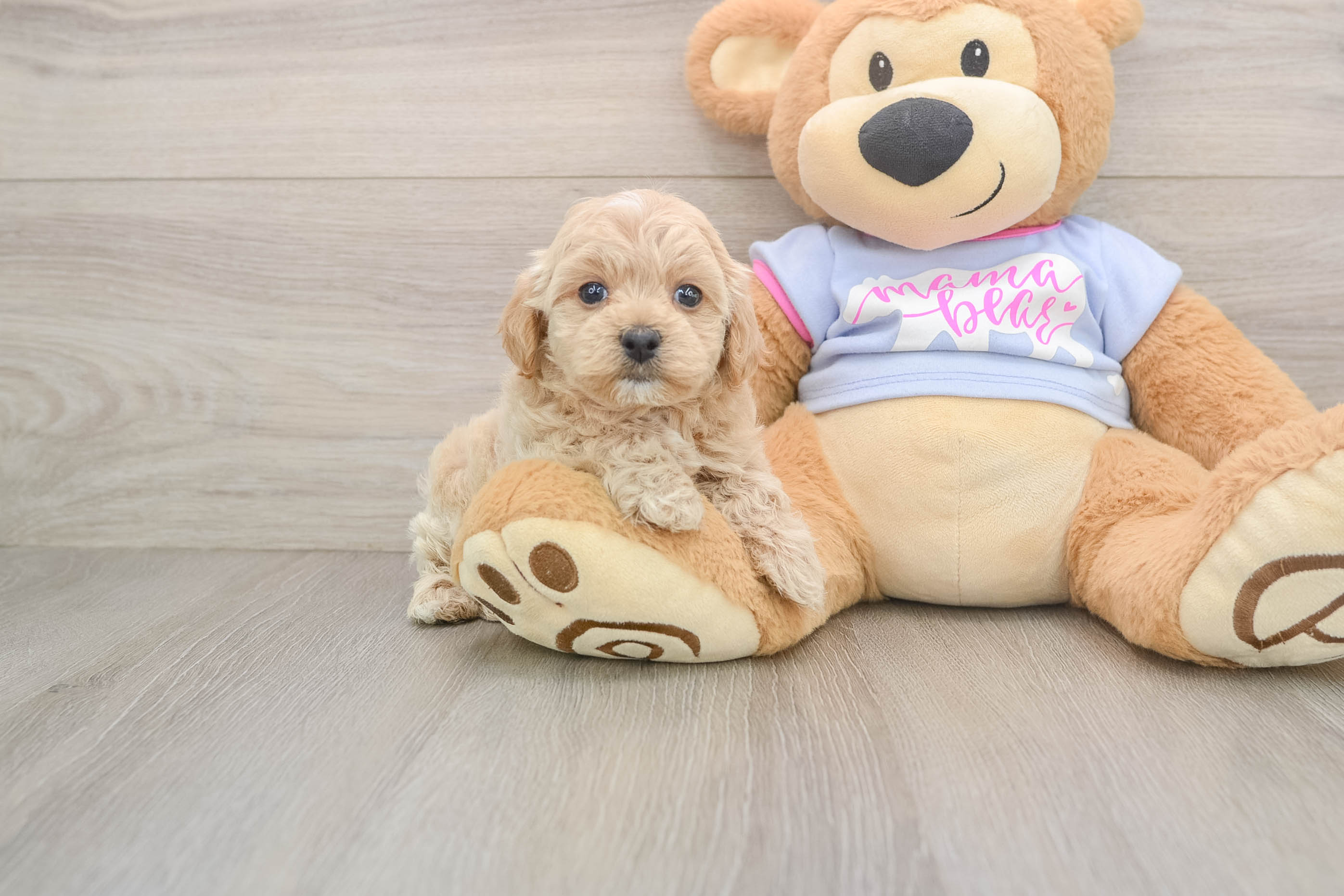 Maltipoo Pup Being Cute