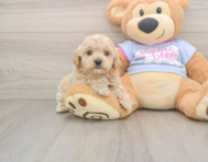 7 week old Maltipoo Puppy For Sale - Florida Fur Babies