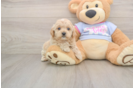 Maltipoo Pup Being Cute