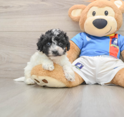 6 week old Maltipoo Puppy For Sale - Florida Fur Babies