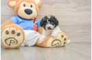 Hypoallergenic Malt a Poo Poodle Mix Puppy