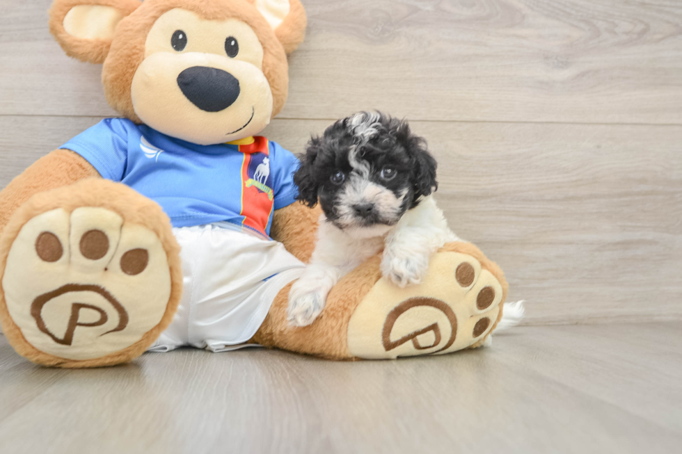 Hypoallergenic Malt a Poo Poodle Mix Puppy