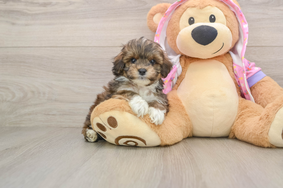 Small Maltipoo Baby