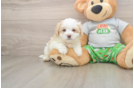 Sweet Maltipoo Baby