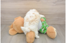Maltipoo Puppy for Adoption