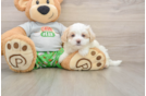 Popular Maltipoo Poodle Mix Pup