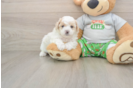 Cute Maltipoo Baby