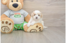 Petite Maltipoo Poodle Mix Pup