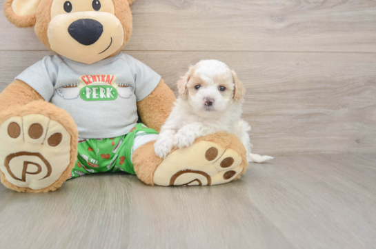 Petite Maltipoo Poodle Mix Pup